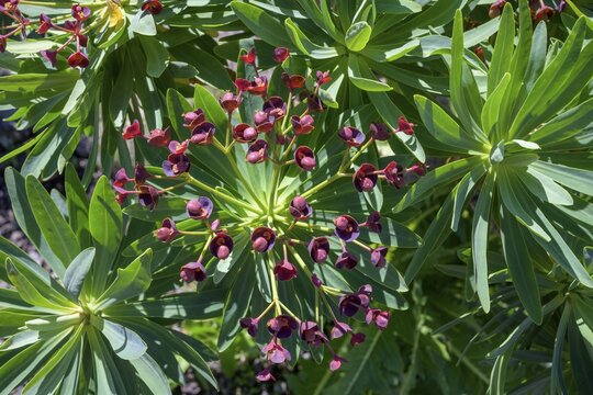 Endemic tabaiba roja (Euphorbia atropurpurea), Mirador de Cherfe, Santiago del Teide, Tenerife, Spain