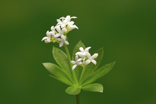 Woodruff (Asperula odorata), flower, flowering, perennial, Ellerstadt, Germany