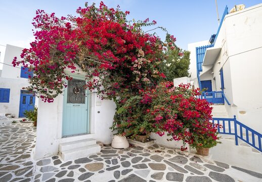 White house overgrown with pink and red bougainvillea, alleys of Parikia, Paros, Cyclades, Aegean Sea, Greece