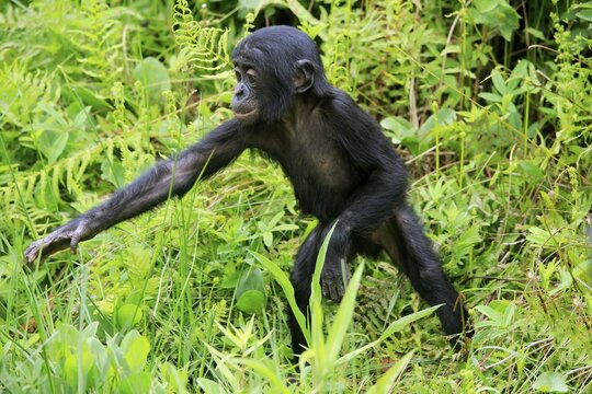 Bonobo, pygmy chimpanzee (Paniscus), juvenile, foraging, endangered species, captive