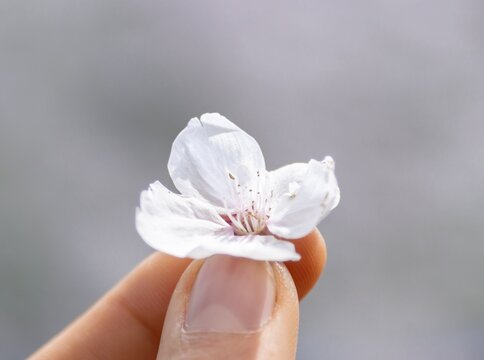 Fingers holding a single cherry blossom in spring, Tokyo, Japan