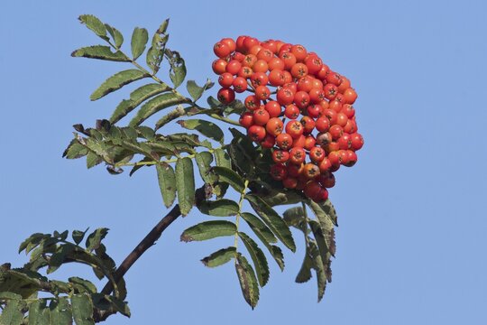 European rowan (Sorbus aucuparia), Emsland, Lower Saxony, Germany