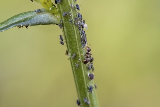 Ant ( Formicidae) milks Aphids ( Aphidoidea) on plant, Bavaria, Germany