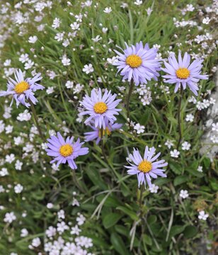 European Michaelmas Daisy (Aster amellus), hiking Velky Rozsutec Mountain, 1609m, Mala Fatra National Park, Slovakia, Europe