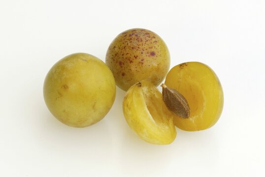 Yellow Plums / (Prunus domestica var. syriaca)