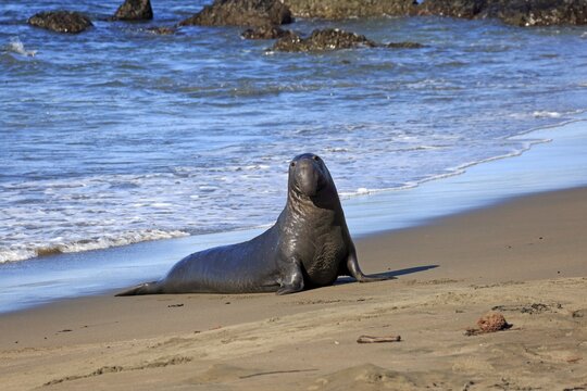 Northern Elephant Seal (Mirounga angustirostris), adult male on the beach, Piedras Blancas Rookery, San Simeon, San Luis Obispo County, California, USA