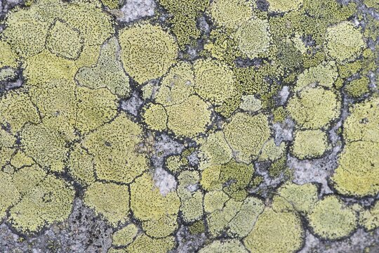 Map Lichen (Rhizocarpon geographicum) on rock, Vosges, Alsace-Lorraine, France