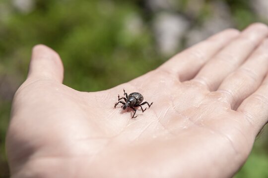 Large pine weevil (Hylobius abietis) sitting on hand, Austria