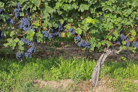 Grape vine (Vitis vinifera), Portugieser, with grapes, in late summer, fruit, fruits, grapes, shortly in front of harvest, in front of the harvest, Ellerstadt, Rhineland-Palatinate, Germany