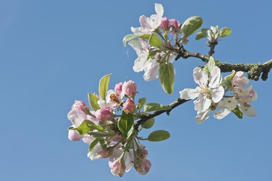 Apple tree (Malus domestica), Emsland, Lower Saxony, Germany