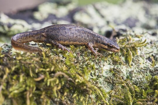 Common newt (Lissotriton vulgaris), Emsland, Lower Saxony, Germany