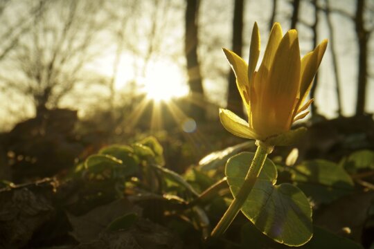 Lesser celandine (Ficaria verna) Hesse, Germany