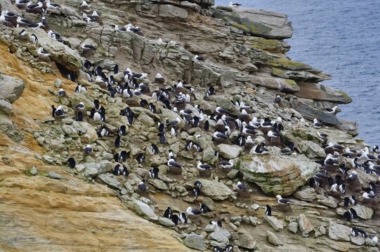 Southern Rockhopper Penguins (Eudyptes chrysocome), New Island, Falkland Islands, British Overseas Territory