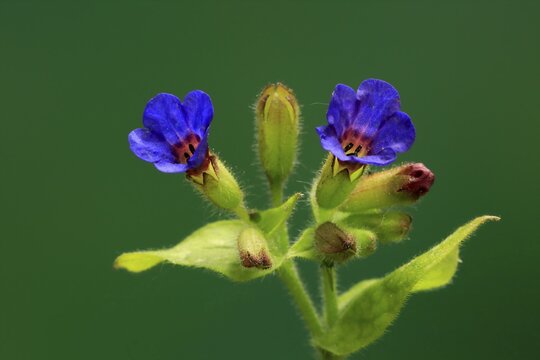Common lungwort (Pulmonaria officinalis), flower, blooming, Ellerstadt, Germany