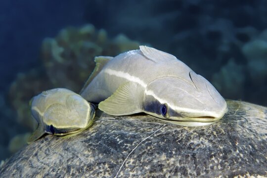 Two Live sharksuckers (Echeneis naucrates) on shield, back of sea turtle, Red Sea, Egypt