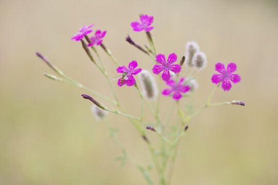 Maiden pinks (Dianthus deltoides) with hoverfly and Rabbitfoot clover (Trifolium arvense), Emsland, Lower Saxony, Germany