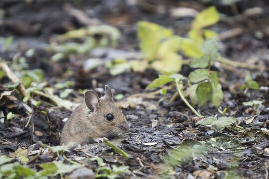 Wood mouse (Apodemus sylvaticus) looks out of the den, Hesse, Germany
