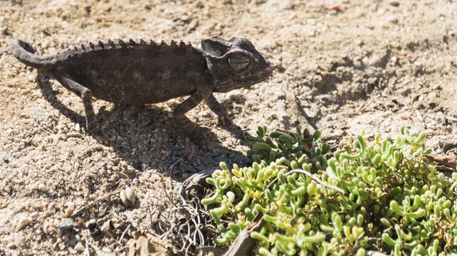 Namaqua Chameleon (Chamaeleo namaquensis), Living Desert Snake Park, Walvis Bay, Namibia