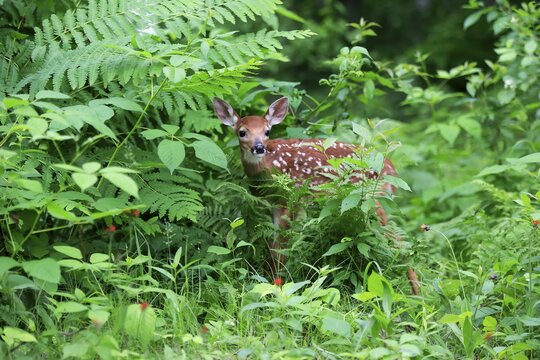 White-tailed deer (Odocoileus virginianus), young animal, ten days, in the bushes, Pine County, Minnesota, USA