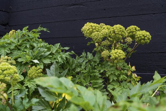 Norwegian angelica (Angelica archangelica) d