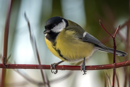 Great tit (Parus major), sitting on a branch, Baden-W&uuml;rttemberg, Germany