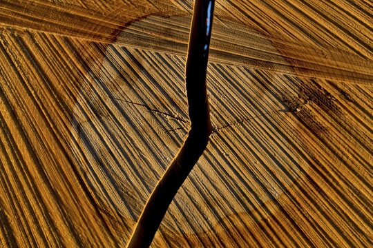 Crack through a beech trunk, St. Veit, Lower Austria, Austria, Europe