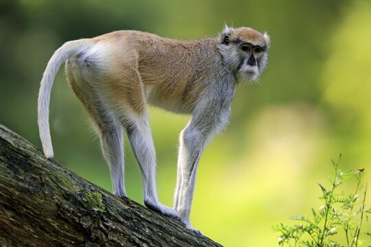 Common patas monkey (Erythrocebus patas patas), adult, standing on branch, captive
