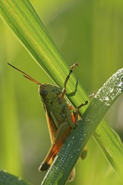 Female Large marsh grasshopper (Stethophyma grossum) sitting on a blade of grass, Hesse, Germany