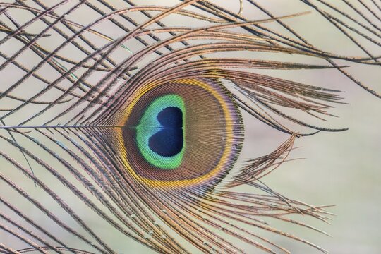 Indian Peafowl or Blue Peafowl (Pavo cristatus), detail of a feather, Slovakia