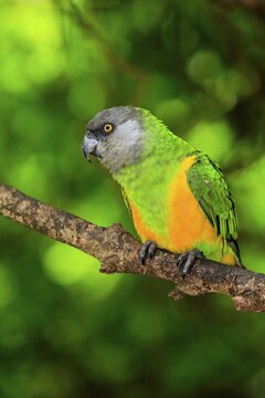 Senegal Parrot (Poicephalus senegalus), adult, tree, captive