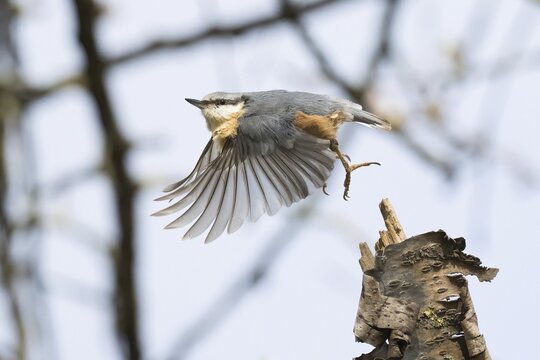 A nuthatch (Sitta europaea) taking off from a branch, Hesse Germany