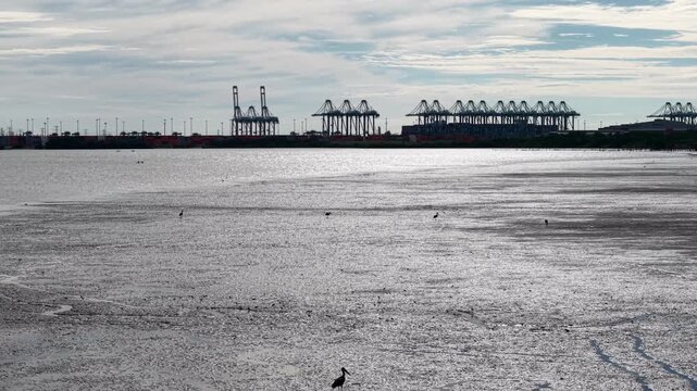 Lesser Adjutant stork silhouetted against the hazy industrial backdrop of the PTP shipping terminal.