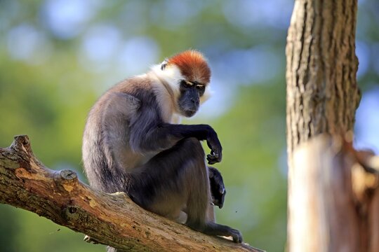 Collared mangabey (Cercocebus torquatus), adult, sits on branch, captive