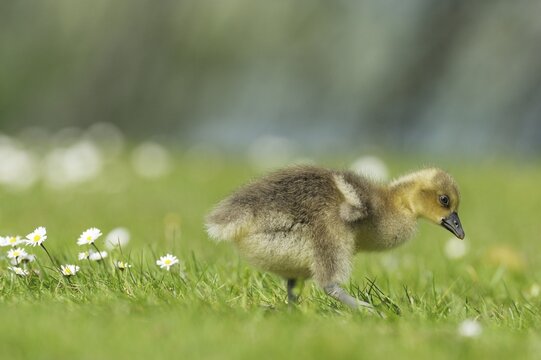 Young graylag goose (Anser anser), gosling foraging, Zug, Switzerland, Europe