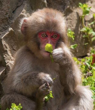 Japanese macaque (Macaca fuscata), young animal eating, Yamanouchi, Nagano Prefecture, Honshu Island, Japan