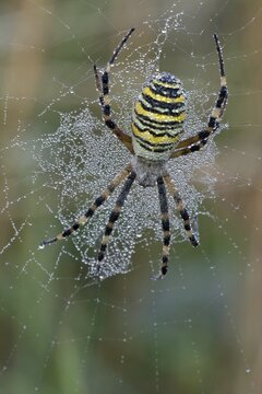 Female Wasp spider (Argiope bruennichi) in her spiderweb, Hesse, Germany