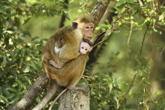 Toque macaque (Macaca sinica), dam with cub sitting on branch, Yala National Park, Sri Lanka