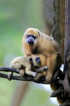 Black howler, (Alouatta caraya), adult female with offspring, captive, occurrence South America