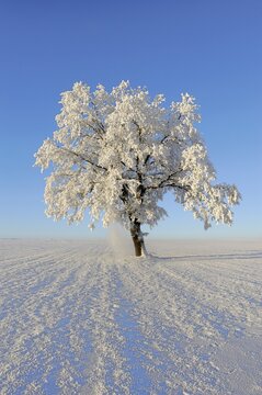 Pedunculate Oak (Quercus robur), coated with white frost, Lindeberg, Aargau, Switzerland, Europe