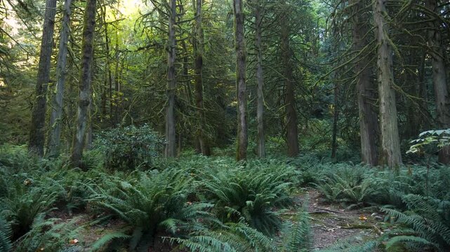 Lush temperate rainforest and misty nature near Vancouver, British Columbia, Canada. Road trip in Canada. 4k footage