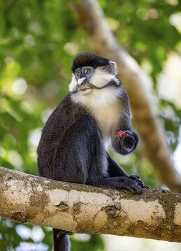 Red-tailed guenon or Congo white-nosed guenon (Cercopithecus ascanius schmidti), sitting on a tree, eating a fruit, Bigodi, Western Region, Uganda