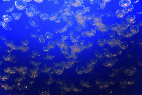 Swarm of Common jellyfish (Aurelia labiata), in water, California, USA