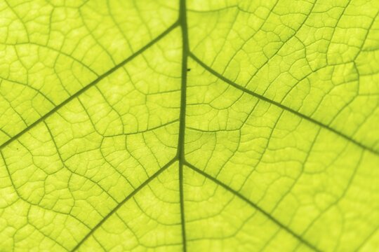 Leaf from below, leaf structure, detail view