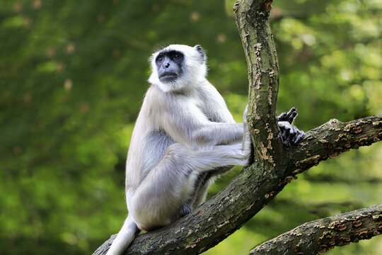 Northern plains gray langur (Semnopithecus entellus), adult, sitting on tree, vigilant, captive