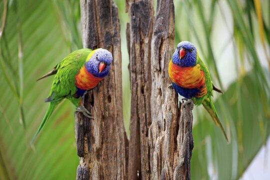 Rainbow Lorikeet (Trichoglossus haematodus), animal couple on rotten tree trunk, Cuddly Creek, South Australia, Australia