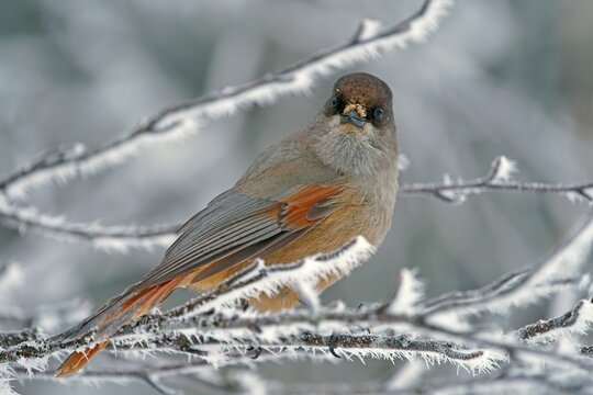 Siberian Jay (Perisoreus infaustus), sits on twig with hoarfrost, Kuusamo, Finland
