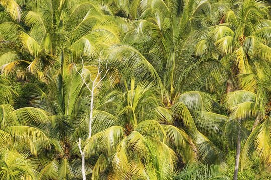 Coconut palm (Cocos nucifera) near Baracoa, Guant&aacute;namo Province, Cuba