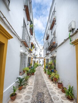 Alley decorated with flowers and plants with white houses, Calle Indiano, C&oacute;rdoba, Cordoba Province, Andalusia, Spain