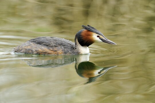 Great crested grebe (Podiceps cristatus), with reflection