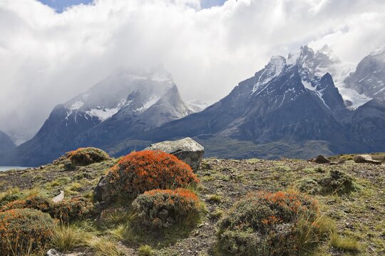 Fire Tongue or Scarlet Gorse (Anarthrophyllum desideratum) with Torres del Paine Range in the background, Torres del Paine National Park, Patagonia, Chile, South America